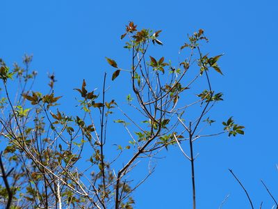 Vitex negundo, photographed by 葉子