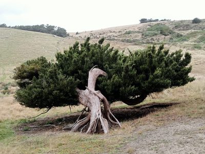 Podocarpus laetus, photographed by John Barkla