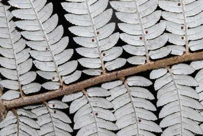 Alsophila tricolor, photographed by Carey_Knox_Southern_Scales