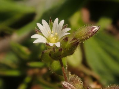 Cerastium semidecandrum, photographed by Alexis Tinker-Tsavalas