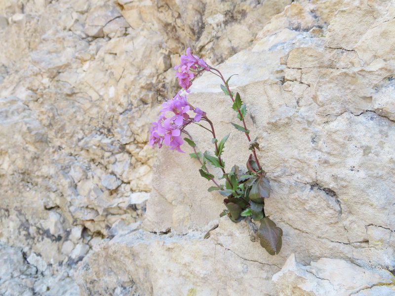 Arabis rosea, photographed by Emanuele Santarelli