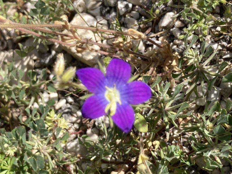 Campanula ramosissima, photographed by Andre Hosper