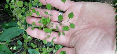 Coprosma areolata, photographed by danrob