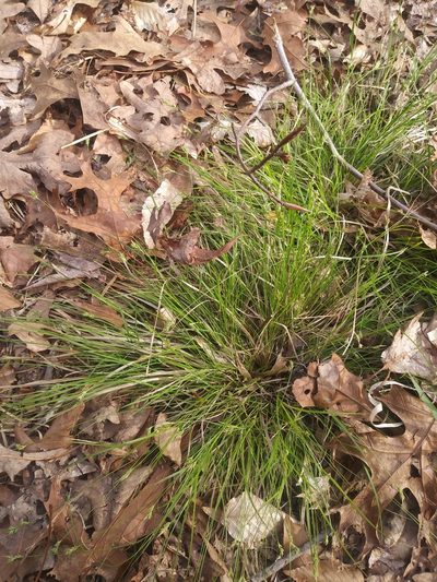 Carex albicans, photographed by Chris Hoess