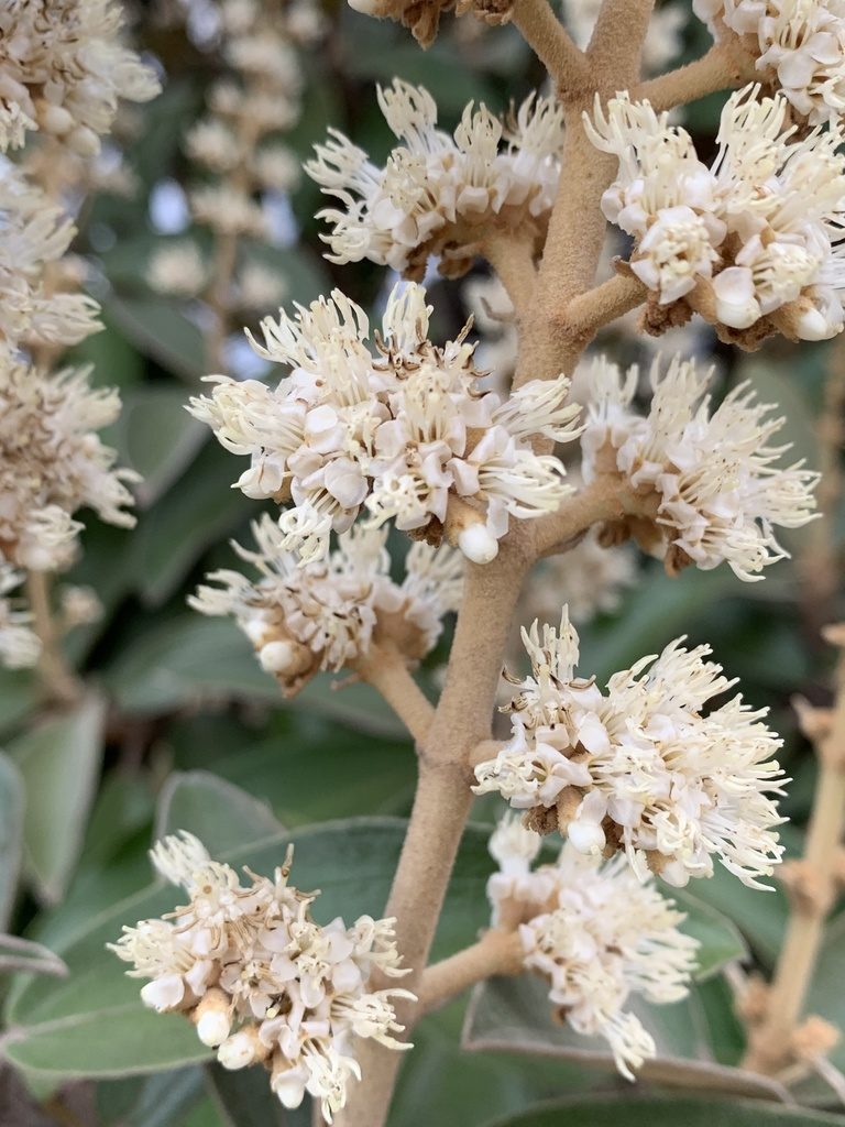 Miconia ferruginata, photographed by Mario Barroso