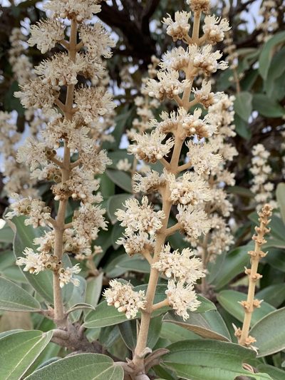 Miconia ferruginata, photographed by Mario Barroso