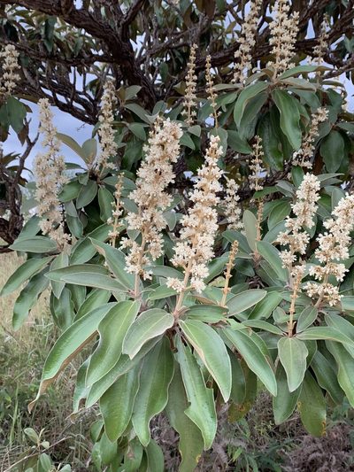 Miconia ferruginata, photographed by Mario Barroso