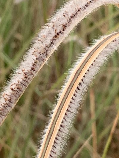 Paspalum stellatum, photographed by Mario Barroso