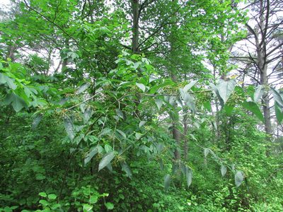 Viburnum setigerum, photographed by Chris Hoess
