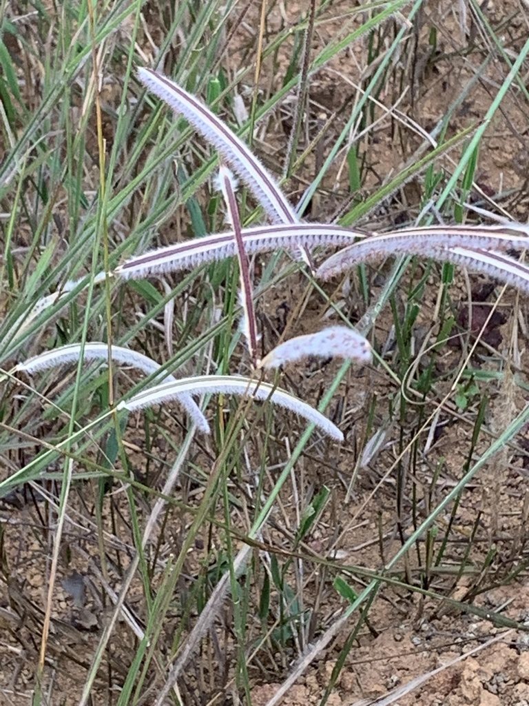 Paspalum stellatum, photographed by Mario Barroso