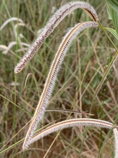 Paspalum stellatum, photographed by Mario Barroso