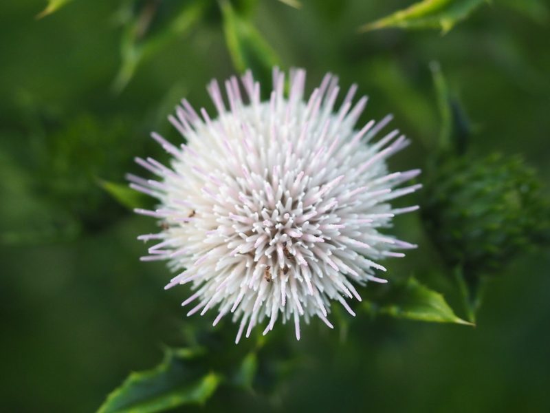 Cirsium brevicaule, photographed by 葉子