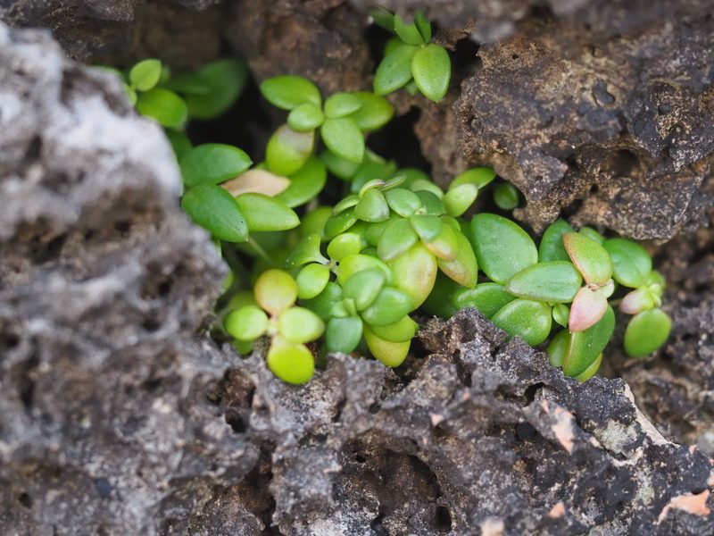 Leptopetalum taiwanense, photographed by 葉子