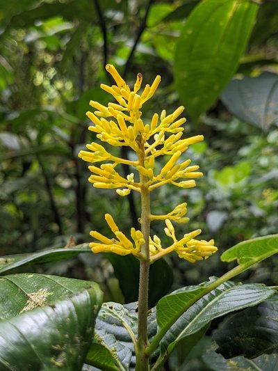 Palicourea lasiorrhachis, photographed by Attila Oláh