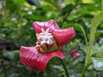 Palicourea elata, photographed by Attila Oláh