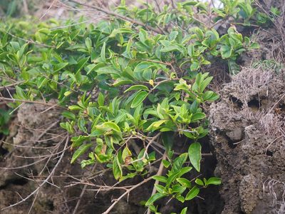 Volkameria inermis, photographed by 葉子