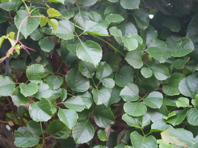 Causonis maritima, photographed by 葉子