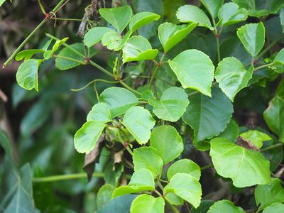 Causonis maritima, photographed by 葉子