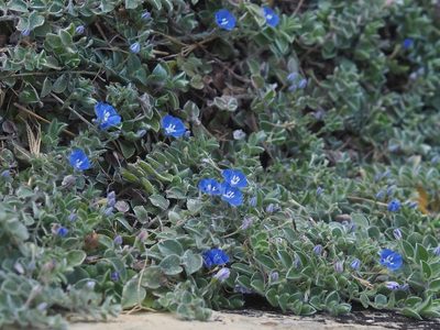 Evolvulus alsinoides, photographed by 葉子