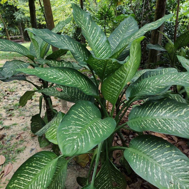 Dieffenbachia seguine, photographed by Jenny Saito