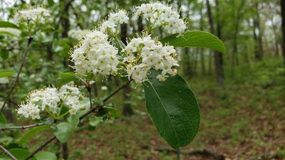 Viburnum rufidulum, photographed by mcdaver