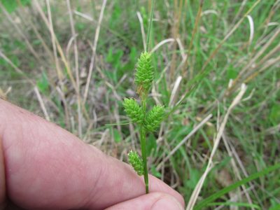 Carex hirsutella, photographed by Chris Hoess