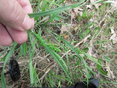 Carex glaucodea, photographed by Chris Hoess