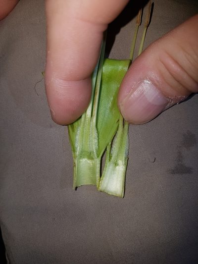 Dyssochroma viridiflorum, photographed by Celso Henrique Varela Rios
