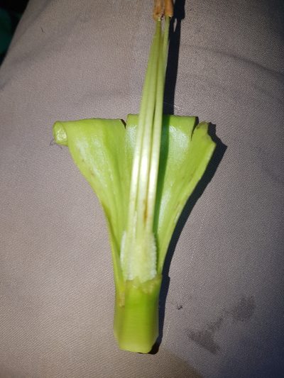 Dyssochroma viridiflorum, photographed by Celso Henrique Varela Rios