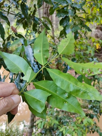 Syzygium floribundum, photographed by Tony van Kampen