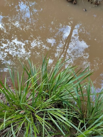Lomandra hystrix, photographed by Tony van Kampen