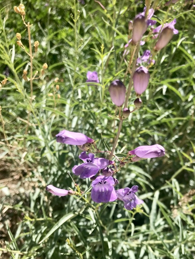 Penstemon sepalulus, photographed by lemonsnapp