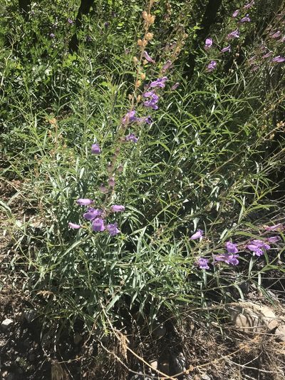 Penstemon sepalulus, photographed by lemonsnapp