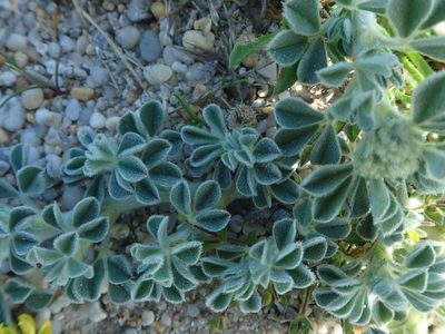 Medicago marina, photographed by bigayon