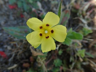 Tuberaria guttata, photographed by bigayon