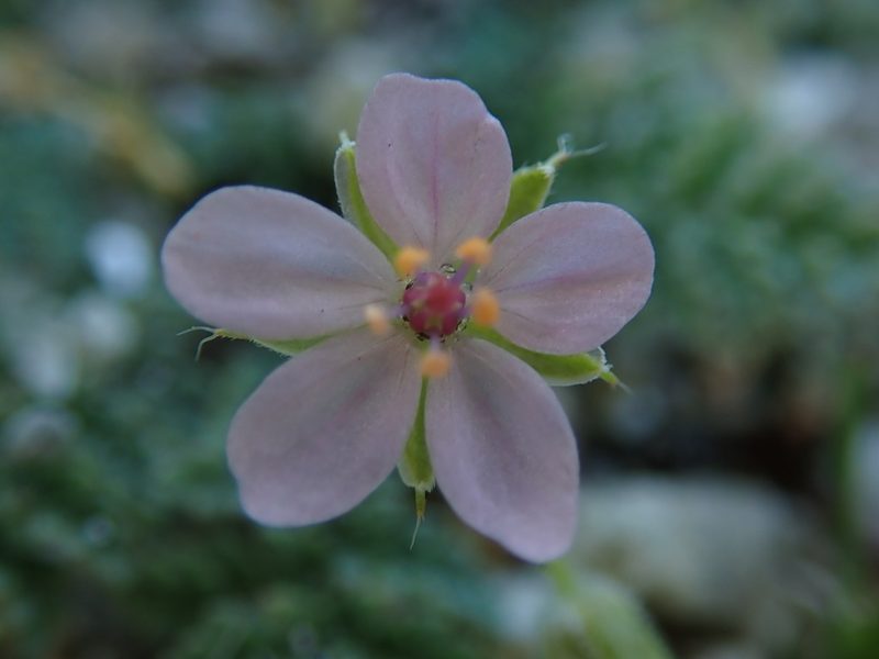 Erodium lebelii, photographed by bigayon