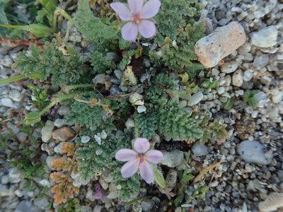 Erodium lebelii, photographed by bigayon