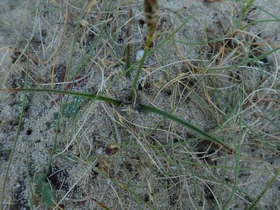 Carex arenaria, photographed by bigayon