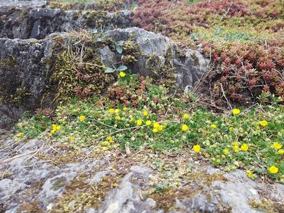 Potentilla verna, photographed by ahabo