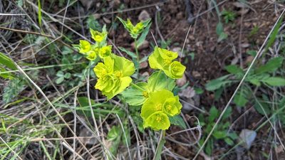 Euphorbia serrata, photographed by Mattia Menchetti