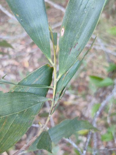 Acacia disparrima, photographed by Tony van Kampen