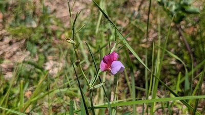Lathyrus clymenum, photographed by Mattia Menchetti