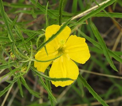 Oenothera capillifolia, photographed by saltyhiker