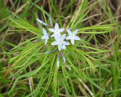Amsonia ciliata, photographed by saltyhiker