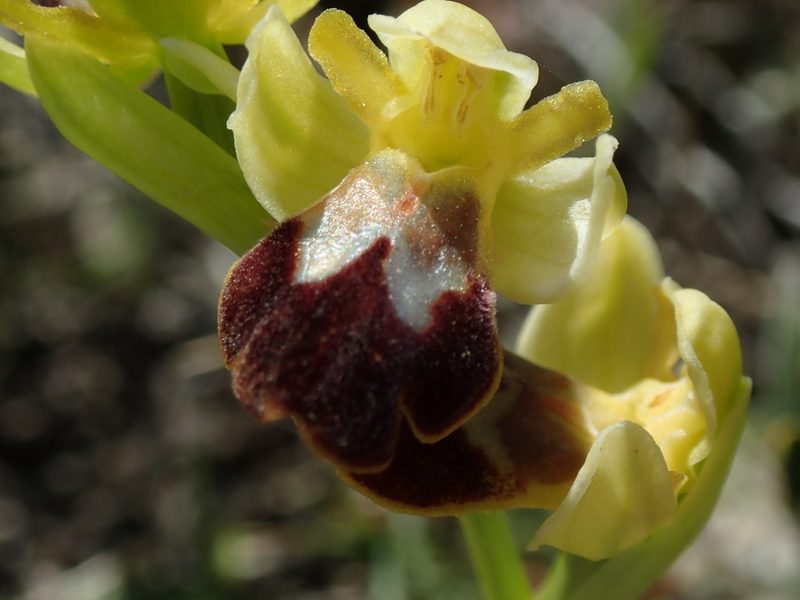 Ophrys fusca, photographed by bigayon