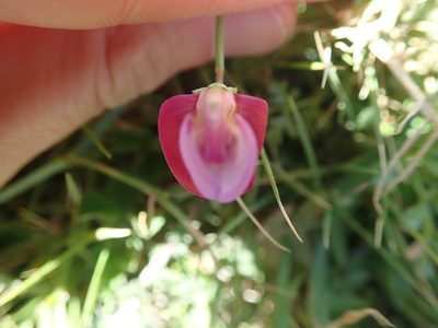 Lathyrus clymenum, photographed by bigayon