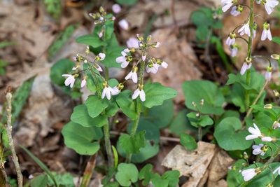 Cardamine douglassii, photographed by Patrick Hanly