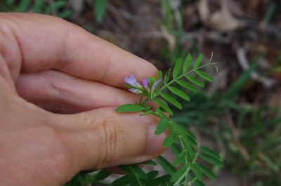 Vicia ludoviciana, photographed by Eric Knight