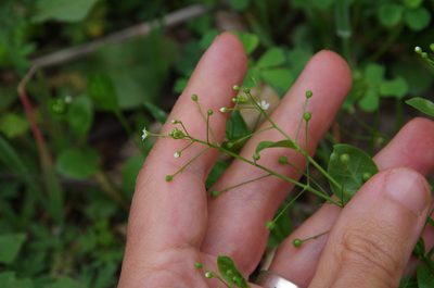 Samolus parviflorus, photographed by Eric Knight