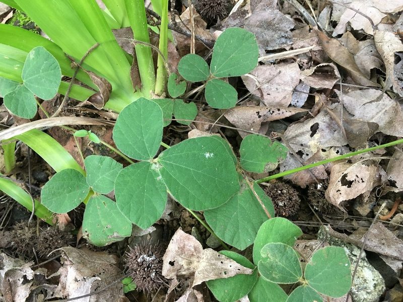 Rhynchosia volubilis, photographed by 何小花